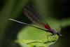 84203 – Photo : Denis Gaschignard – Guyane française