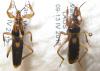 84988 – Photo : Alain BLED – Laos