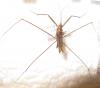 84989 – Photo : Alain BLED – Laos