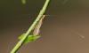 84407 – Photo : Dominique THAUVIN – France (45)