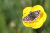 84527 – Photo : Dominique THAUVIN – France (45)