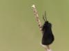 84665 – Photo : patrick derennes – France (77)
