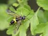 84891 – Photo : patrick derennes – France (77)