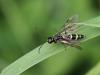 84668 – Photo : patrick derennes – France (77)