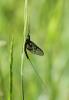 84728 – Photo : patrick derennes – France (10)