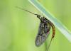 84730 – Photo : patrick derennes – France (10)
