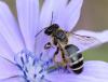 84271 – Photo : patrick derennes – France (44)