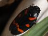 84888 – Photo : Corinne Petitcolin – France (04)