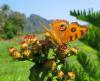84380 – Photo : Alain BLED – Laos