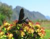 84381 – Photo : Alain BLED – Laos