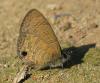 84383 – Photo : Alain BLED – Laos