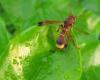 84438 – Photo : Alain BLED – Laos