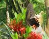 84445 – Photo : Alain BLED – Laos