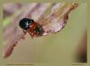 84557 – Photo : patrick derennes – France (77)