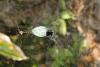 84885 – Photo : Andre Abrahami – Réunion (La)
