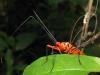 84497 – Photo : Alain BLED – Laos