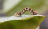 84349 – Photo : Dominique THAUVIN – France (45)