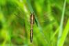 84536 – Photo : Bernard DELEFOSSE – France (26)