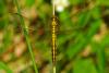 84537 – Photo : Bernard DELEFOSSE – France (26)