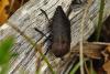84218 – Photo : Bernard DELEFOSSE – France (84)