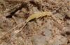 84015 – Photo : Pascal Vigneron – France (52)