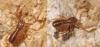 84029 – Photo : Pascal Vigneron – France (52)
