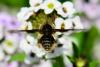 84879 – Photo : Karine Arnou – Italie