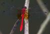 84403 – Photo : Denis Gaschignard – Guyane française