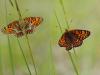 84738 – Photo : C.gager – France (49)