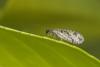 84630 – Photo : Michel Renou – France (91)