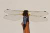 84940 – Photo : Chrystelle Balta – France (13)