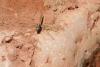 84426 – Photo : Jean-Pierre Carreras – Maroc