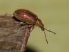 84328 – Photo : Jean-Jacques PORTENEUVE – France (43)