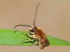 84825 – Photo : Jean-Jacques PORTENEUVE – France (43)