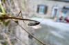 84830 – Photo : Vita – France (53)