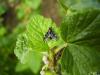 84561 – Photo : Jean-Claude HENRION – France (55)