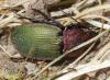 84416 – Photo : Prinobius – Espagne