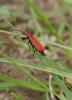 84843 – Photo : C.gager – France (49)