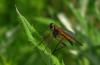 84552 – Photo : Michalke Friedrich – France (14)
