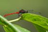 84535 – Photo : Denis Gaschignard – Guyane française