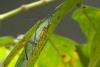 84834 – Photo : Denis Gaschignard – Guyane française