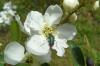 84225 – Photo : Éric Maurice – France (88)