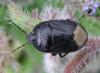 84877 – Photo : H. Dumas – France (13)