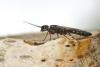 84786 – Photo : Michel Renou – France (91)