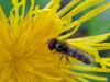 84281 – Photo : Vincent VALLI – France (10)