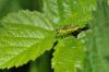 84427 – Photo : Bartolome Joseph – France (42)