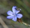 84731 – Photo : Dominique Bataille – France (30)