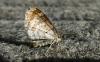 84978 – Photo : Michalke Friedrich – France (14)