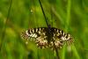 84219 – Photo : Bernard DELEFOSSE – France (26)