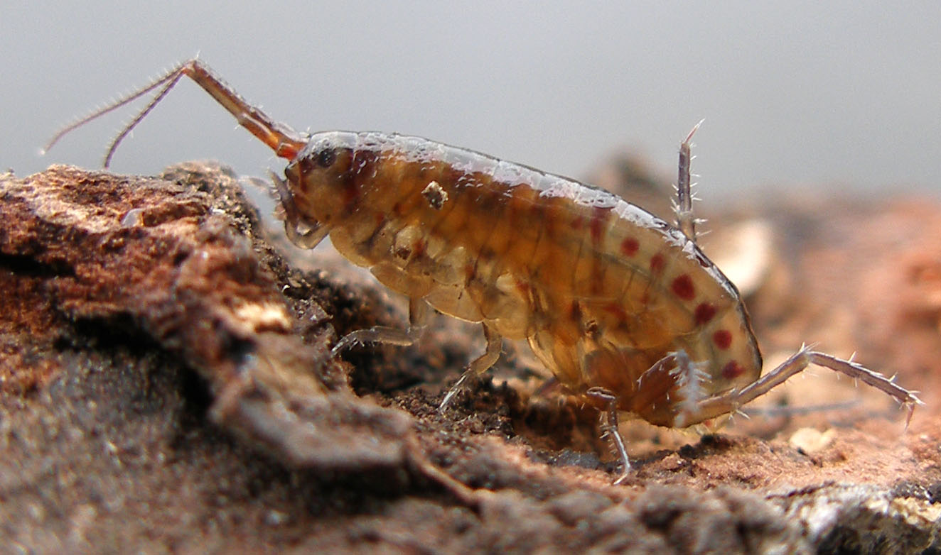 Dominique Martiré - Talitroides topitotum - réf. 84161 (1324 x 782 pixels, 171 ko)